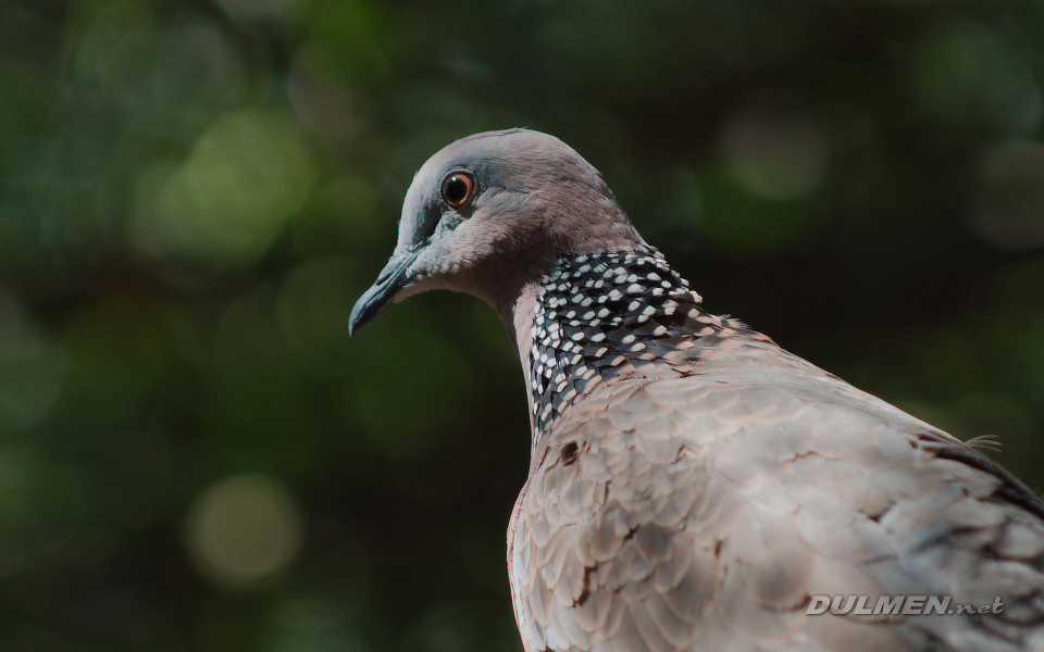 AS Zebra Dove (Geopelia striata)